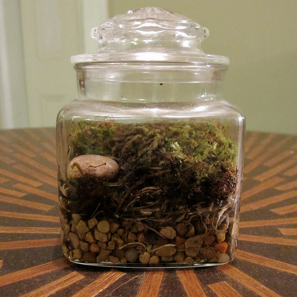 a single mossarium in a square jar showing all the layers when seen from the side