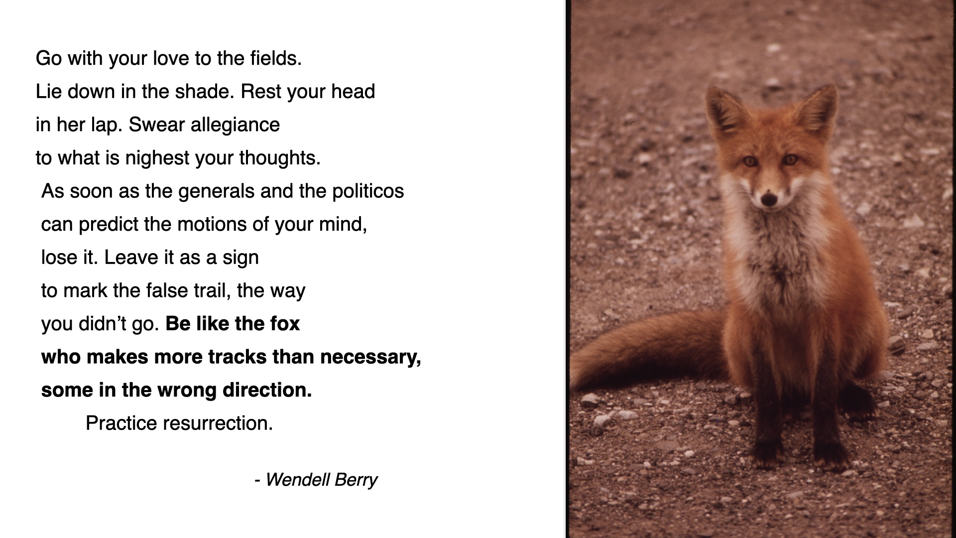 Photo of a fox next to a wendell berry poem. Go with your love to the fields.
Lie down in the shade. Rest your head
in her lap. Swear allegiance 
to what is nighest your thoughts.
 As soon as the generals and the politicos
 can predict the motions of your mind,
 lose it. Leave it as a sign
 to mark the false trail, the way
 you didn’t go. Be like the fox
 who makes more tracks than necessary,
 some in the wrong direction.
         Practice resurrection.