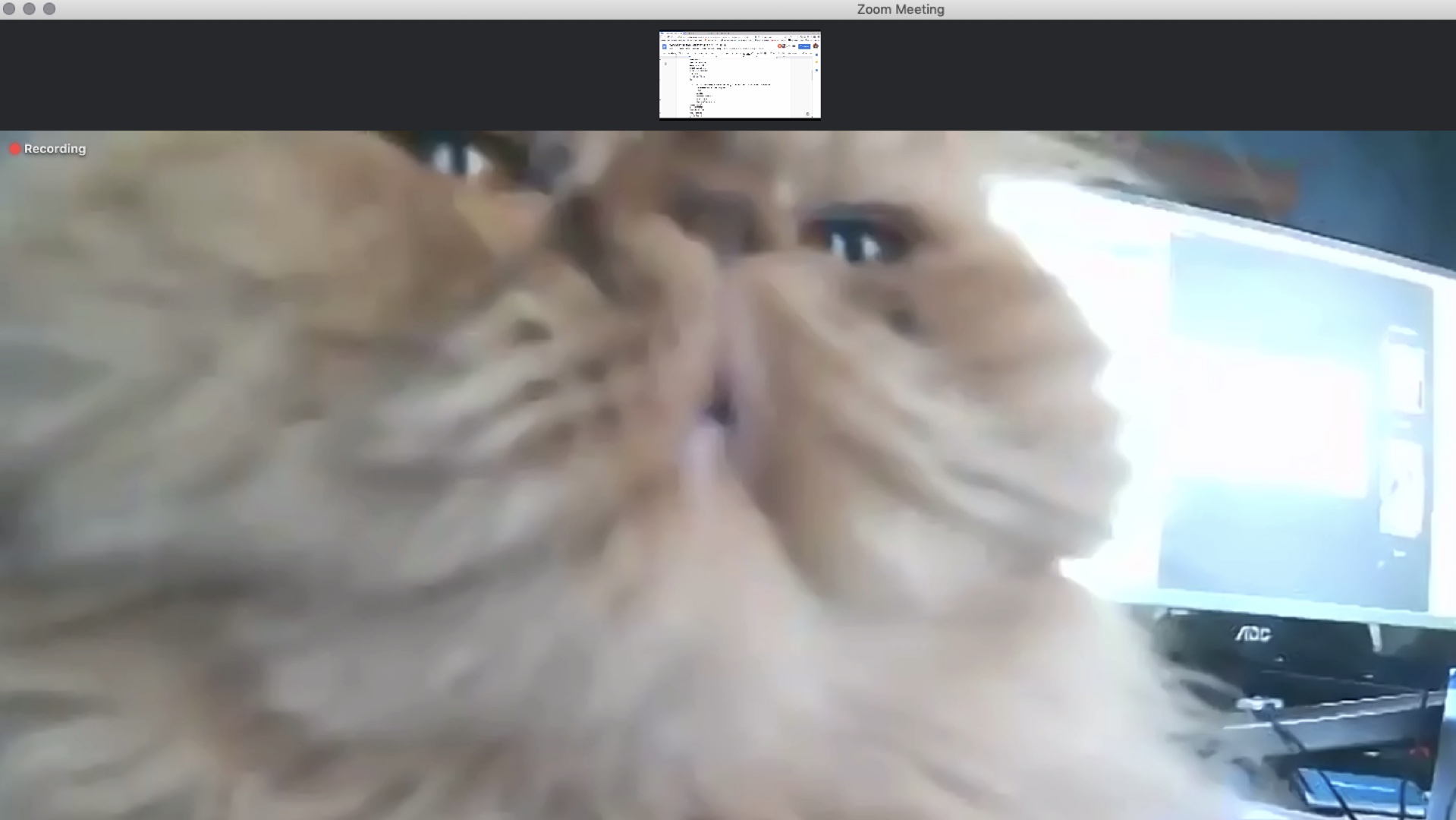 Image of a very fluffy cat very close to a camera in a zoom chat.