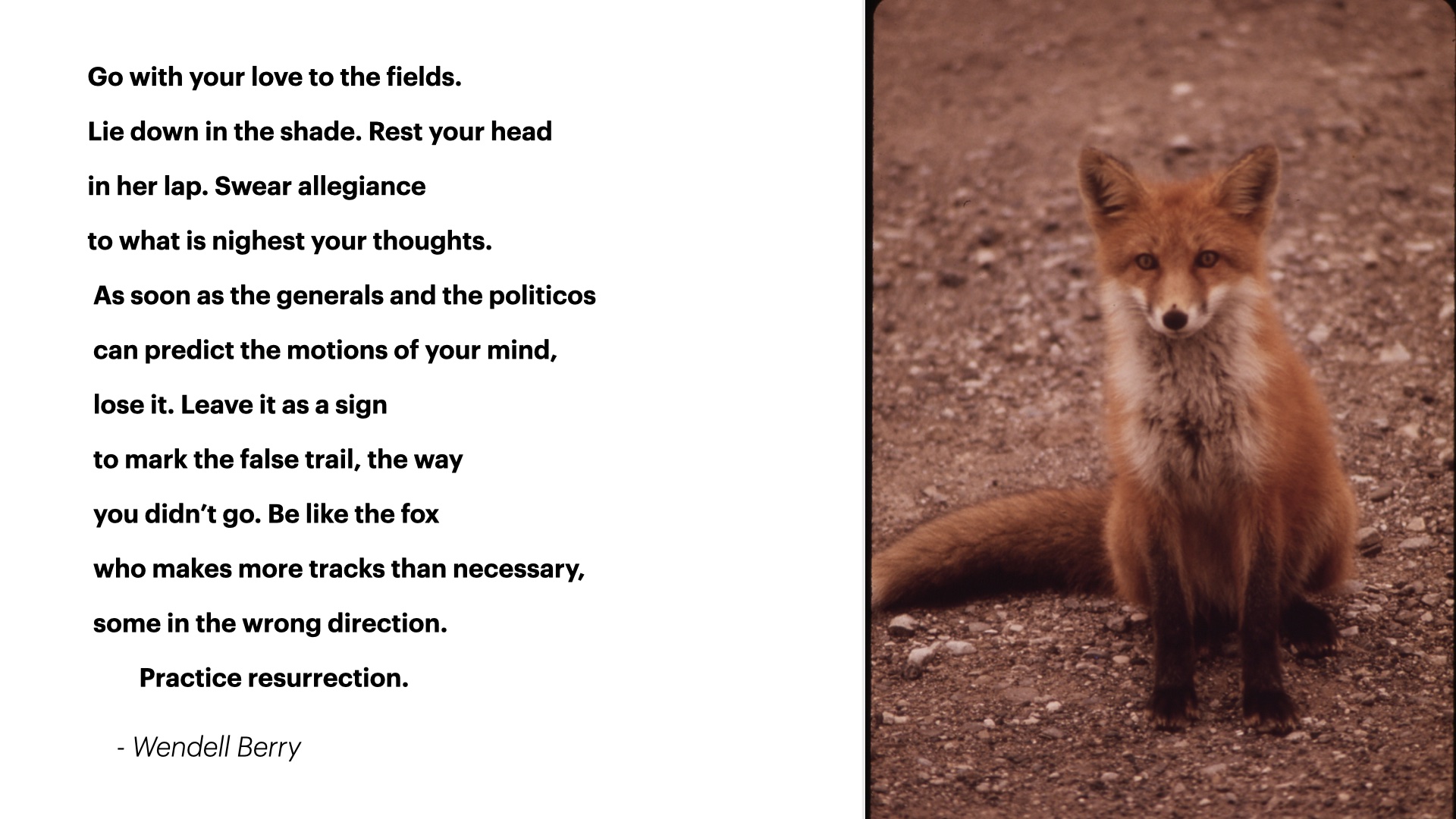 Photograph of a fox. Excerpt of a poem by Wendell Berry. Text reads: Go with your love to the fields.
Lie down in the shade. Rest your head
in her lap. Swear allegiance 
to what is nighest your thoughts.
 As soon as the generals and the politicos
 can predict the motions of your mind,
 lose it. Leave it as a sign
 to mark the false trail, the way
 you didn’t go. Be like the fox
 who makes more tracks than necessary,
 some in the wrong direction.
         Practice resurrection.
