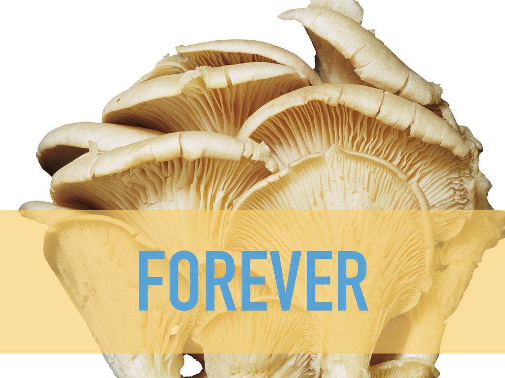 Slide 23: stock photo of mushroom woth word FOREVER over it