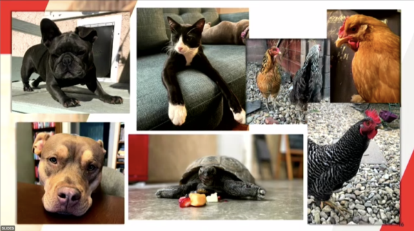screenshot from Council meeting showing the pets of... maybe the ALA president?